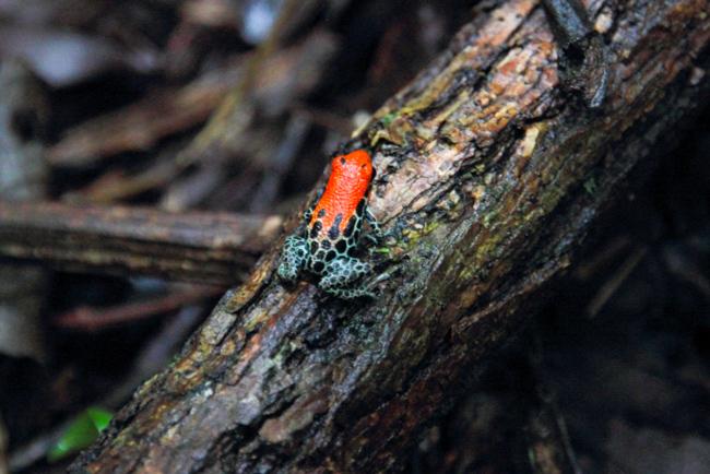 Amazon Jungle tour, 4 days in Heliconia Lodge