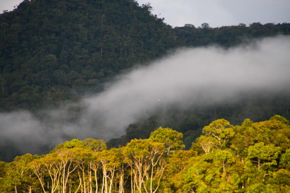 Tour from Cusco to the Amazon jungle. Manu National Park, 4 days