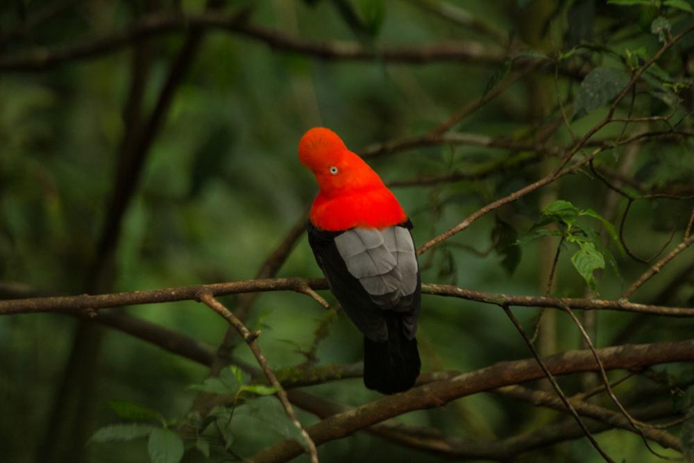 Tour from Cusco to the Amazon jungle. Manu National Park, 4 days