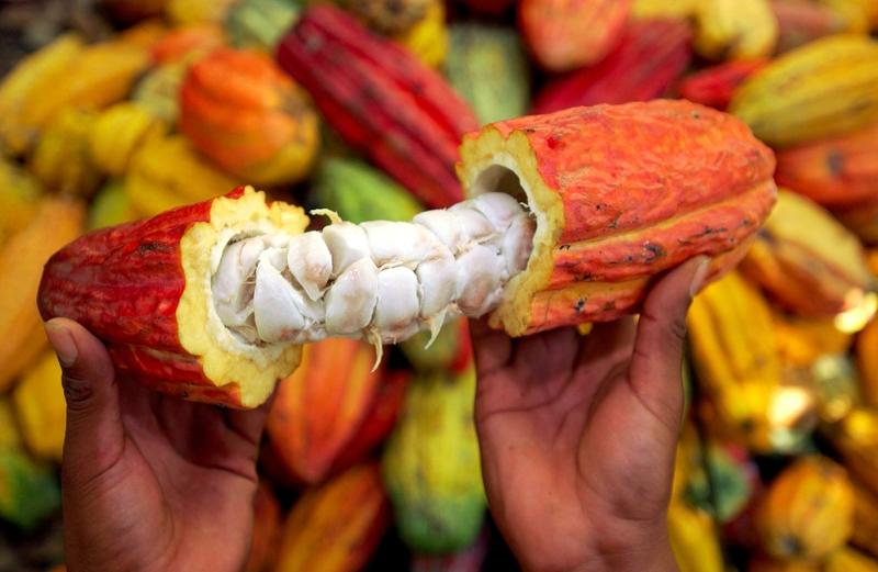 Cacao chocolate peruvian