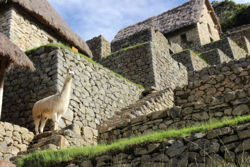 Inka Trail to Machu Picchu, classic 4 day Trek  / Camino Inka