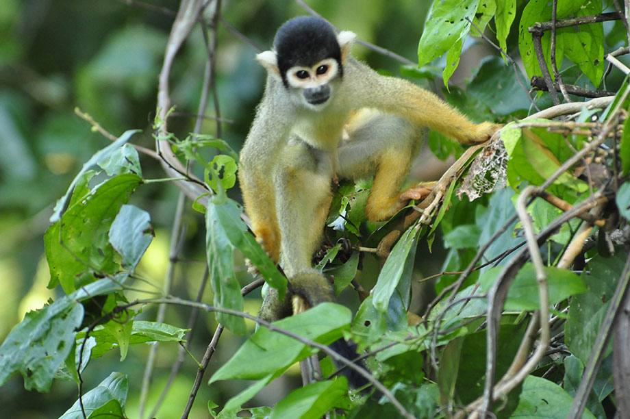 Amazon rainforest Peru, Sandoval lake