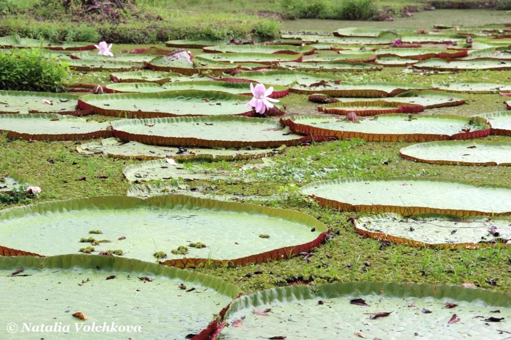 Iquitos jungle Peru 