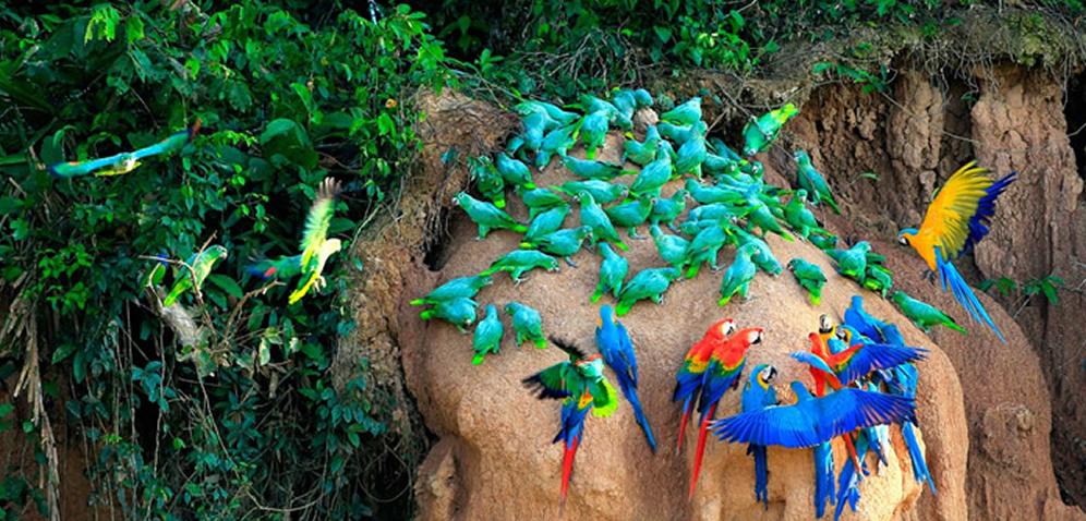 Manu National Park Peru, Национальный парк Ману, заповедник Ману