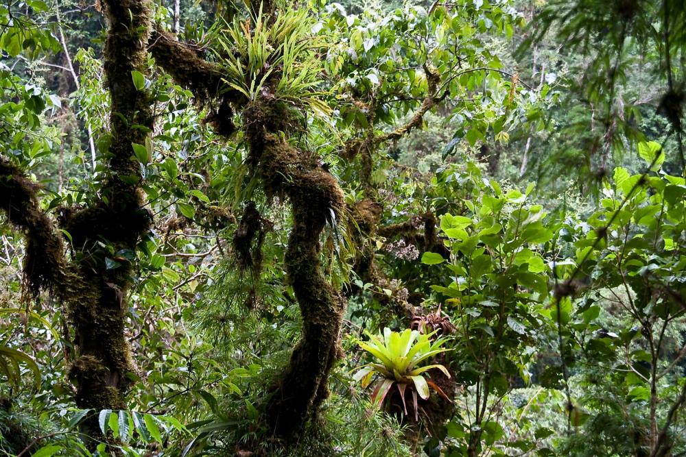 Tour from Cusco to the Amazon jungle. Manu National Park, 4 days