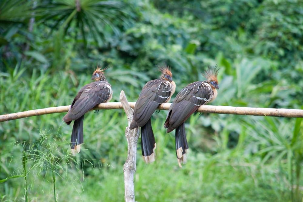 Tour from Cusco to the Amazon jungle. Manu National Park, 4 days