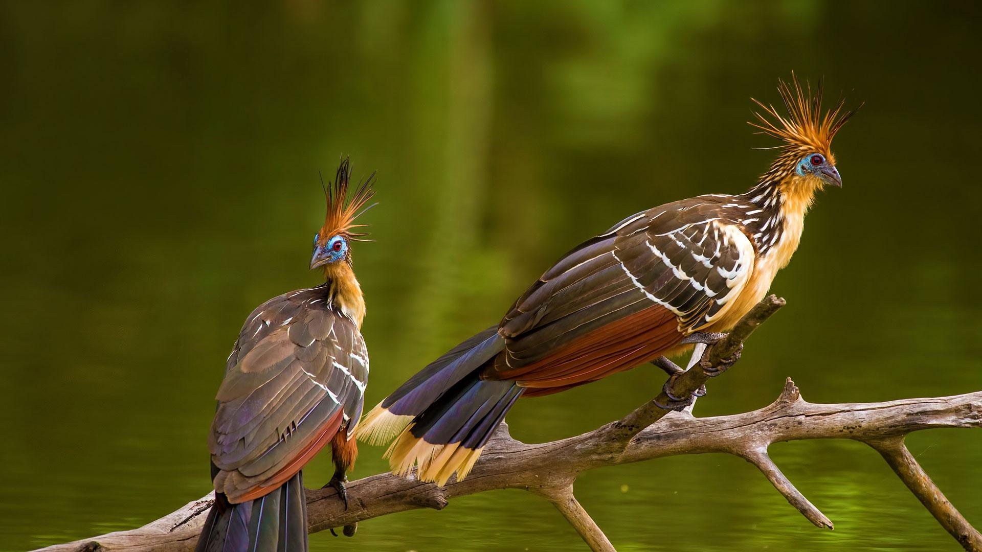 Amazon Jungle tour, 4 days in Heliconia Lodge