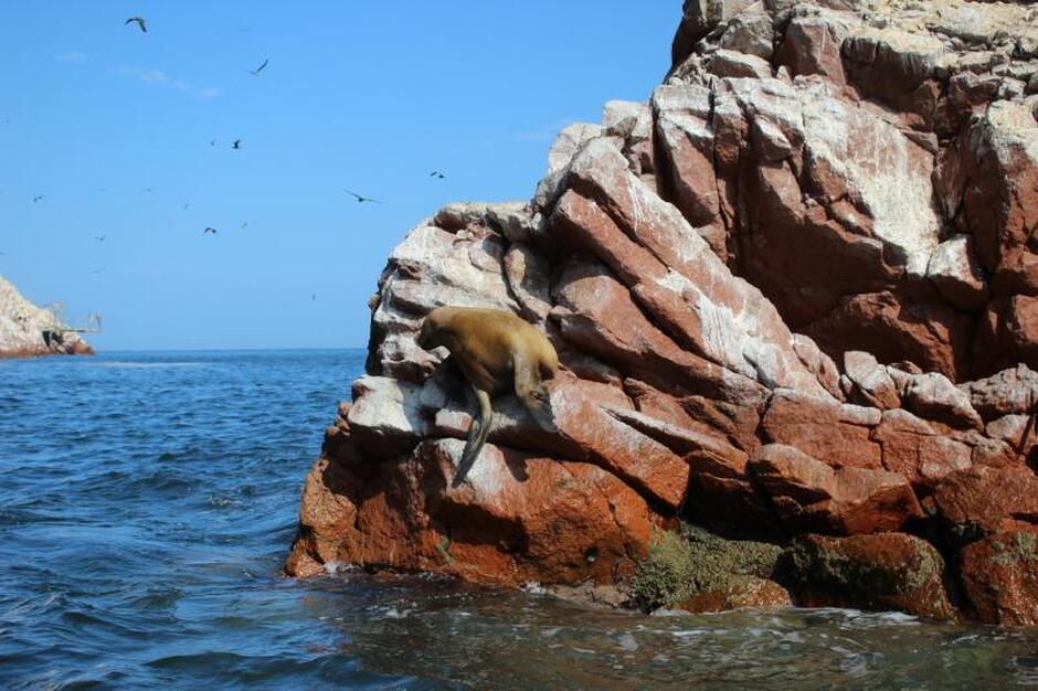 Paracas National Reserve and Ballestas Islands