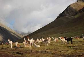 Amazing Peru